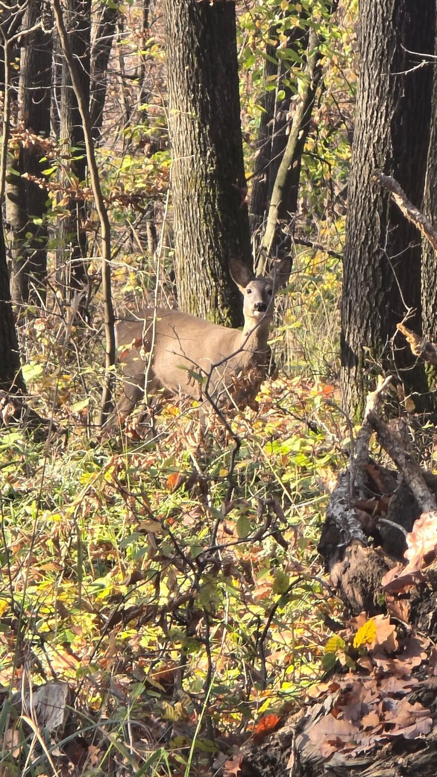 Imagini spectaculoase din pădurea Priseaca: căprioare surprinse în habitatul lor natural