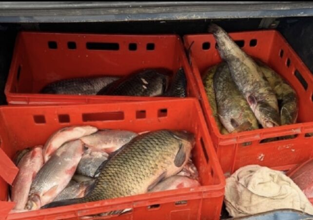 Polițiștii găeșteni au descoperit 270 kg de pește transportate necorespunzător Polițiștii găeșteni au descoperit 270 kg de pește transportate necorespunzător