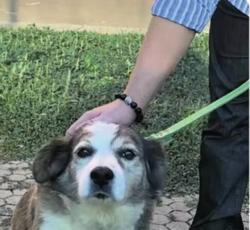 Primăria Târgoviște: Campanie de sterilizare gratuită a câinilor cu stăpân până la 31 noiembrie Primăria Târgoviște: Campanie de sterilizare gratuită a câinilor cu stăpân până la 31 noiembrie