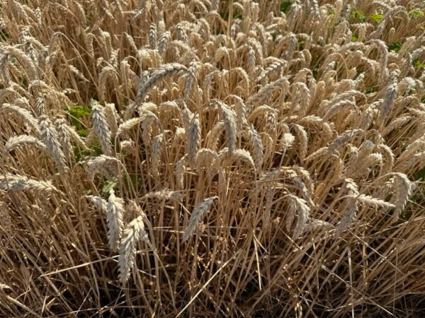 România, lider în Uniunea Europeană la exportul de cereale și animale vii în 2025 România, lider în Uniunea Europeană la exportul de cereale și animale vii în 2025