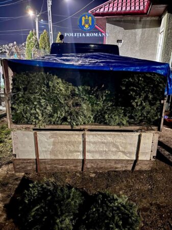 300 de kilograme de cetină de brad, confiscate de polițiști 