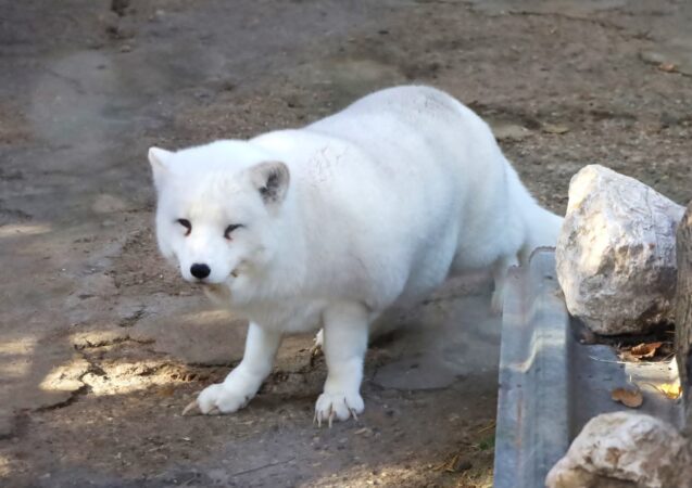 Magie de iarnă la Grădina Zoologică Târgoviște: Animalele, vedetele lunii decembrie