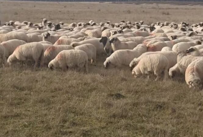 Noua lege stabilește: Subvenția pe pășune se acordă doar fermierilor activi cu animale