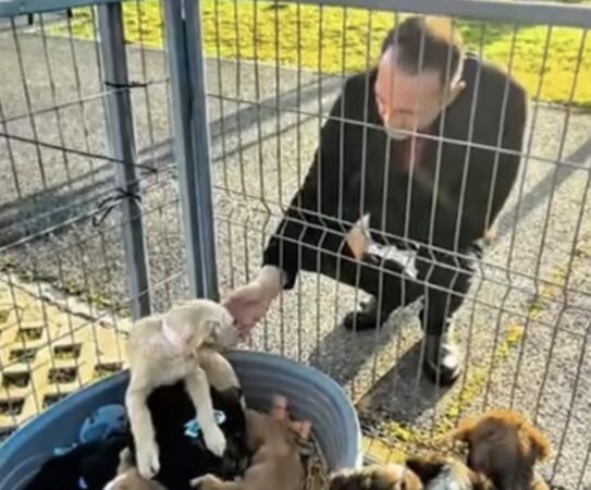 Primul târg de adopții de câini organizat de Primăria Târgoviște – un succes pentru comunitate 