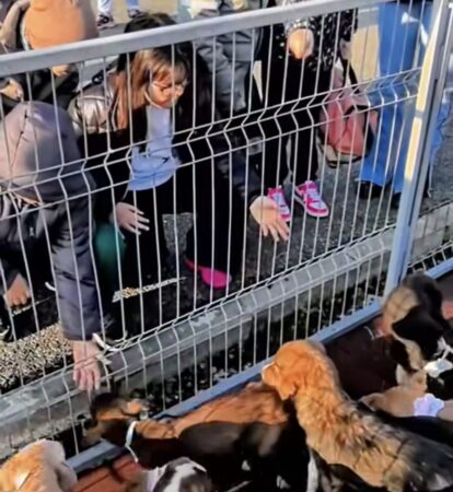 Primul târg de adopții de câini organizat de Primăria Târgoviște – un succes pentru comunitate 