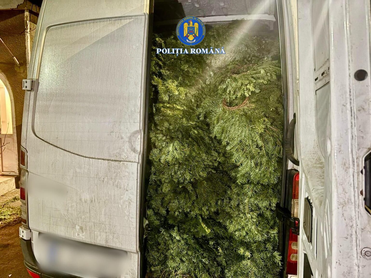 Transport ilegal de cetină de brad, depistat în comuna Moroeni