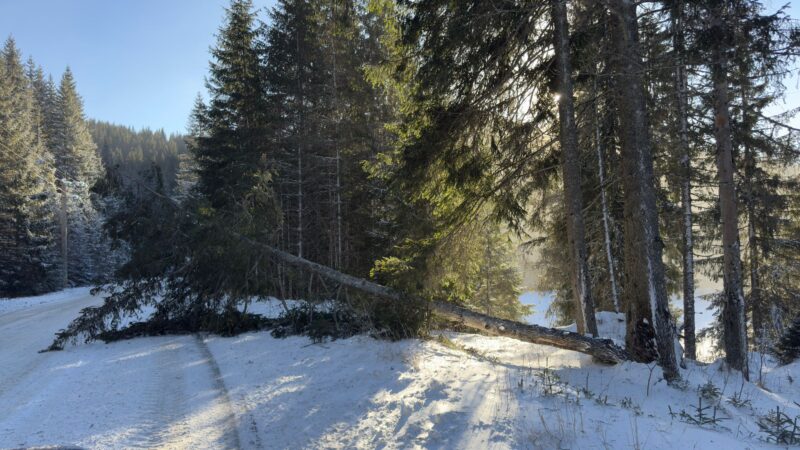 Vântul puternic a provocat pagube în zona montană a județului Dâmbovița, autoritățile au intervenit pentru remedierea situației