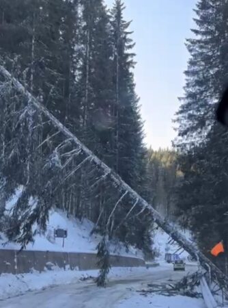 Vântul puternic a provocat pagube în zona montană a județului Dâmbovița, autoritățile au intervenit pentru remedierea situației