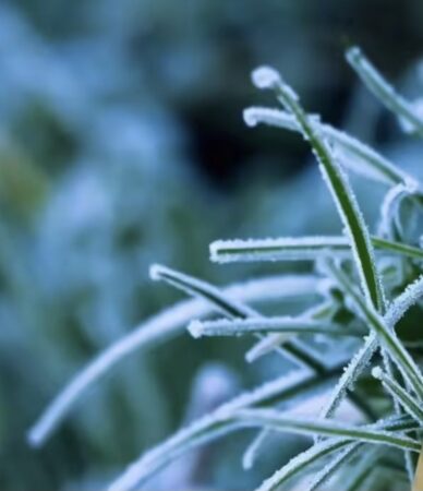 Vreme foarte rece, ceață, burniță și umiditate foarte mare Vreme foarte rece, ceață, burniță și umiditate foarte mare