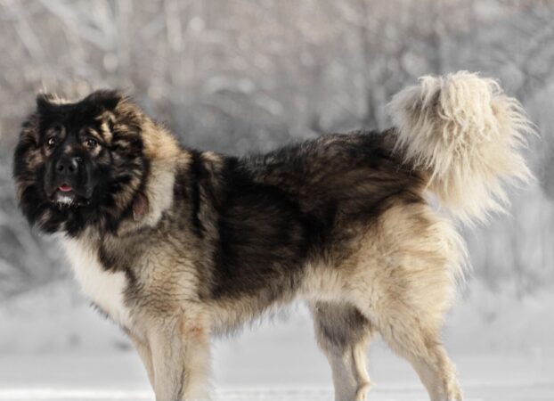 Câini Caucazieni  deținuți ilegal, sancțiuni de 9.500 de lei la Cojasca