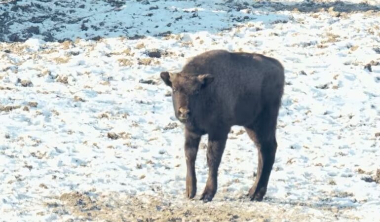 Nou locatar la Rezervația de zimbri „Neagra” din Dâmbovița: Roșia, un pui de zimbru de doar 7 luni