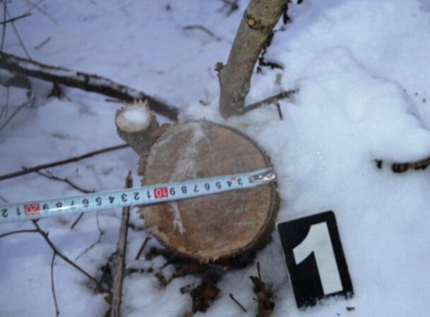 Pădurile din Dâmbovița, ținta hoților Pădurile din Dâmbovița, ținta hoților