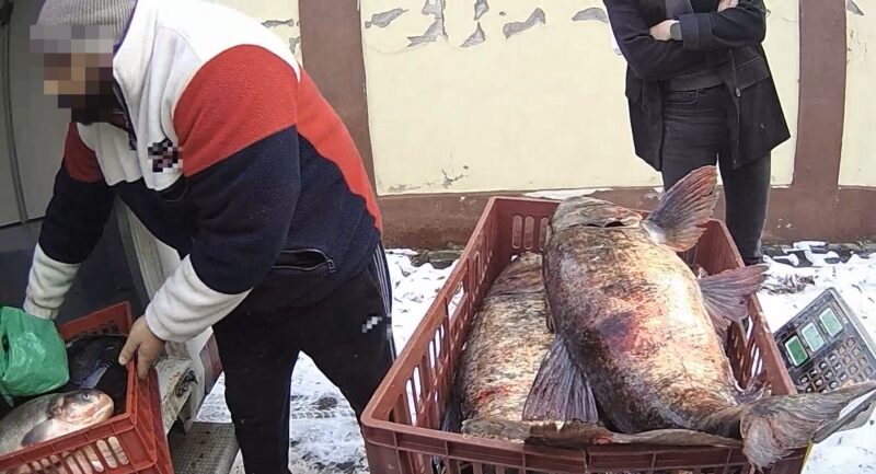 Peste 90 de kilograme de pește confiscate de jandarmii dâmbovițeni, în Titu