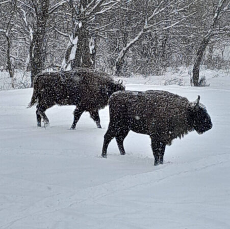 Zimbrii  în plină iarnă la Zimbrăria Neagra din județul Dâmbovița