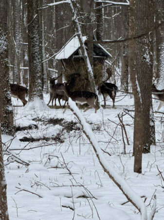 Basm de iarnă la Bolovani,  loc unde natura, basmul și istoria se întâlnesc în fiecare fulg de nea