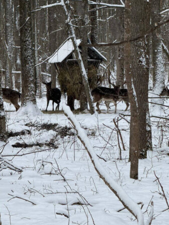 Basm de iarnă la Bolovani,  loc unde natura, basmul și istoria se întâlnesc în fiecare fulg de nea