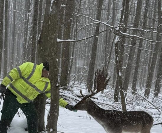 Basm de iarnă la Bolovani,  loc unde natura, basmul și istoria se întâlnesc în fiecare fulg de nea