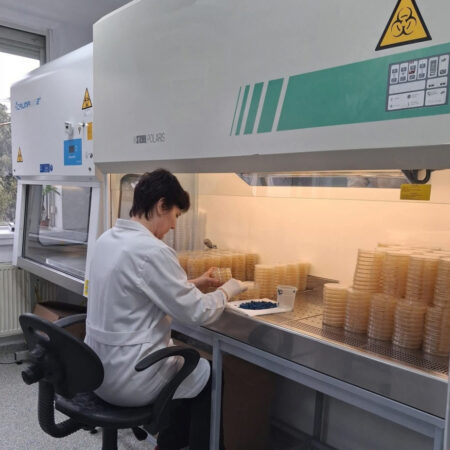 Detectivii sănătății vegetale: Unitatea de Micologie, în prima linie a apărării culturilor Detectivii sănătății vegetale: Unitatea de Micologie, în prima linie a apărării culturilor