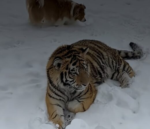Poliția anchetează un „parc secret” cu tigri, lei și cerbi