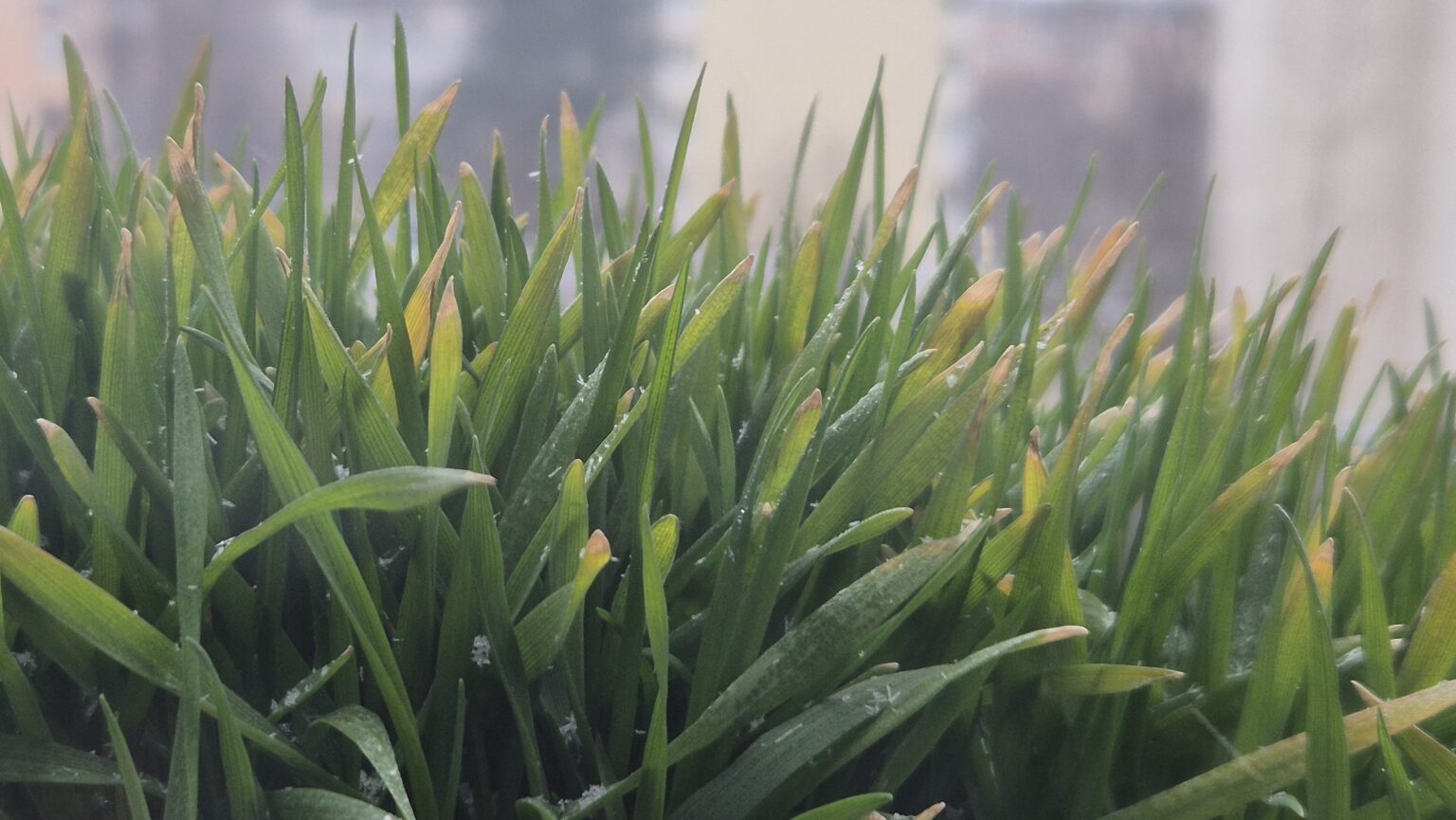 Șocuri termice în această săptămână: de la ger la temperaturi cu iz de  primăvară, apoi din  nou ger