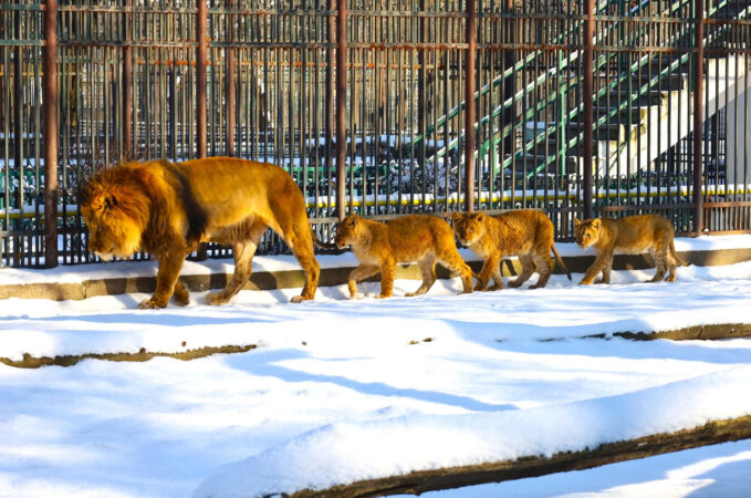  Iarnă magică la  Zoo Târgoviște: Animalele se joacă în zăpadă! 