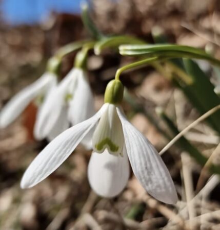 Anomalii termice,vreme mai caldă decât în mod normal pe parcursul zilei iar dimineața și noaptea foarte rece,   între 10 și 13 martie 2026