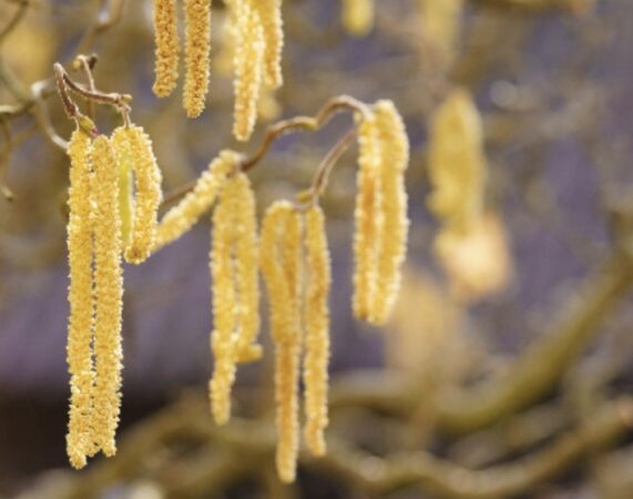 Atenție, concentrația de polen a crescut semnificativ în aer