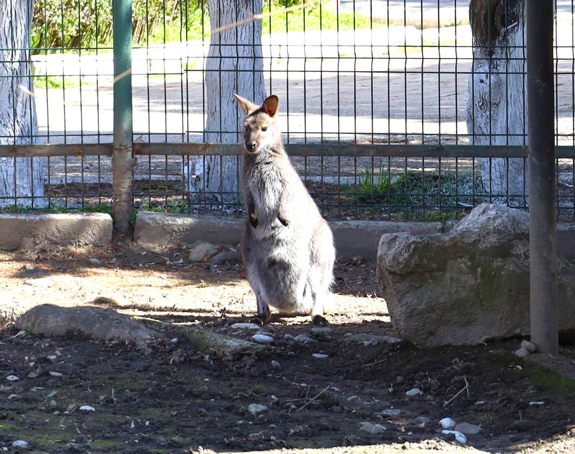 La Zoo Târgoviște, primăvara prinde viață într-una dintre cele mai îndrăgite locații ale orașului