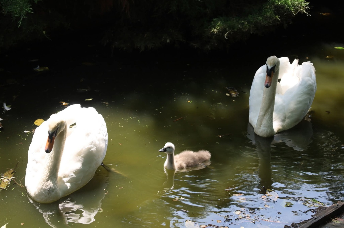 La Zoo Târgoviște, primăvara prinde viață într-una dintre cele mai îndrăgite locații ale orașului