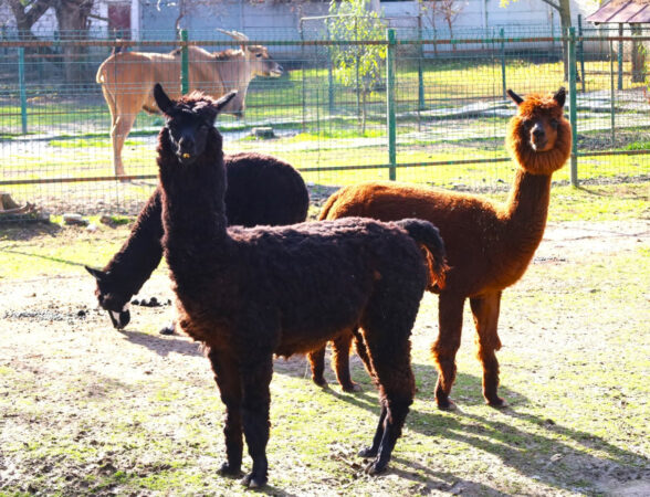 La Zoo Târgoviște, primăvara prinde viață într-una dintre cele mai îndrăgite locații ale orașului La Zoo Târgoviște, primăvara prinde viață într-una dintre cele mai îndrăgite locații ale orașului