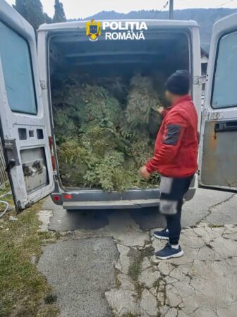 Polițiștii dâmbovițeni au descoperit transport ilegal de cetină Polițiștii dâmbovițeni au descoperit transport ilegal de cetină