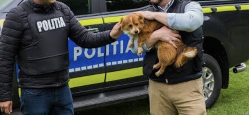 Polițiștii dâmbovițeni salvează trei câini de la abandon Polițiștii dâmbovițeni salvează trei câini de la abandon