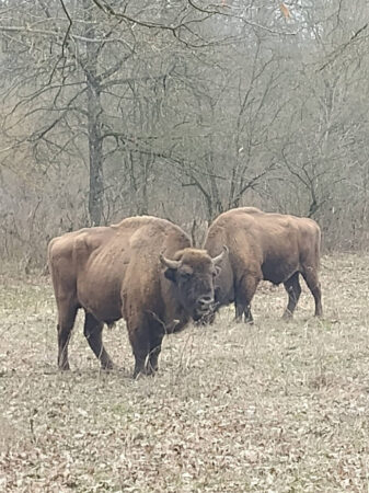Primăvara prinde viață la Zimbrăria Neagră: Zimbrii ies din iarnă și oferă un spectacol impresionant în natură