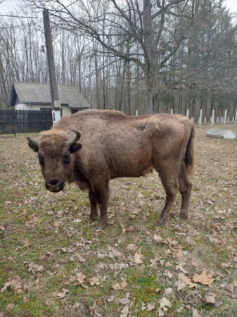 Primăvara prinde viață la Zimbrăria Neagră: Zimbrii ies din iarnă și oferă un spectacol impresionant în natură