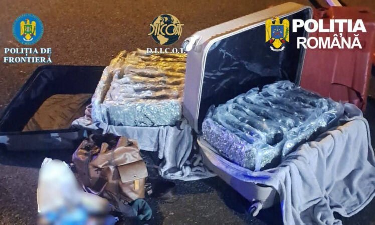 Valiza cu iz penal :  31 kg de canabis descoperite în bagajele unui bărbat de 32 de ani