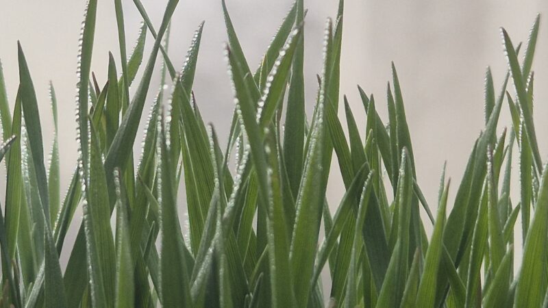 Vremea se schimbă, după valul de aer cald, ploile revin din 16 martie, iar diminețile rămân reci și cu ceață