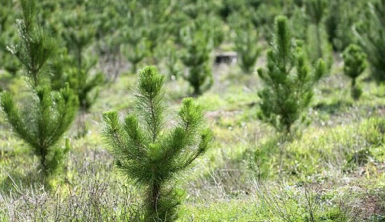 APIA deschide perioada de depunere a cererilor de plată pentru împăduriri – sprijin pentru fermieri și mediu