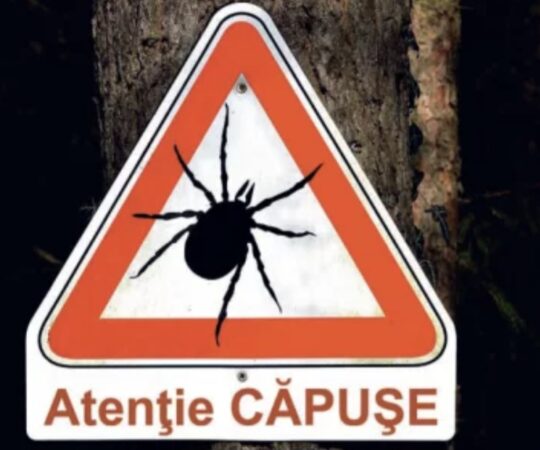Atenție la căpușe! Specialiștii avertizează: Risc crescut în parcuri și zone verzi
