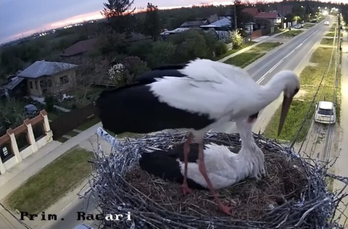 Cuibul de barză de la Răcari, o poveste urmărită LIVE: 5 ouă și multă emoție!