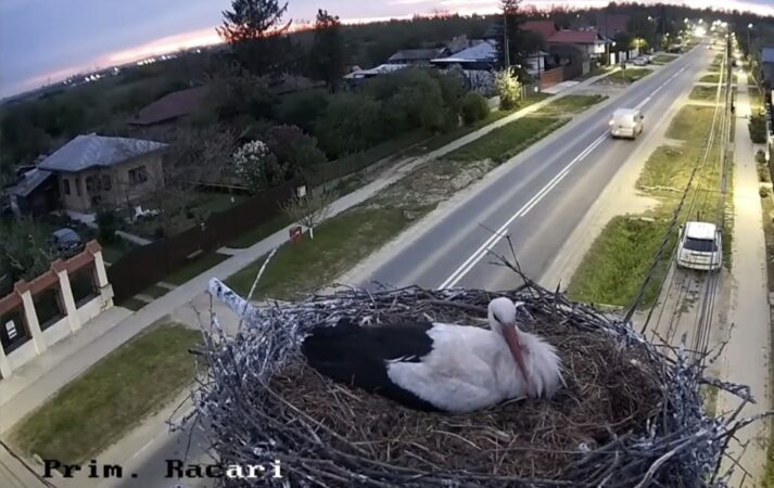 Cuibul de barză de la Răcari, o poveste urmărită LIVE: 5 ouă și multă emoție!
