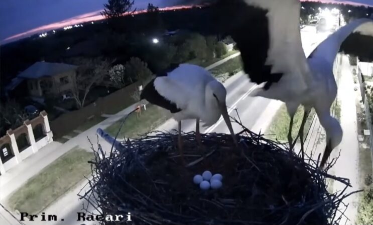 Cuibul de barză de la Răcari, o poveste urmărită LIVE: 5 ouă și multă emoție!