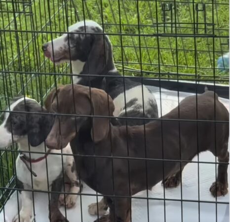 Eleganță, emoție și noi începuturi la Târgoviște: câinii de rasă și cei din adăpost au cucerit Parcul Chindiei