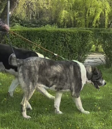 Eleganță, emoție și noi începuturi la Târgoviște: câinii de rasă și cei din adăpost au cucerit Parcul Chindiei