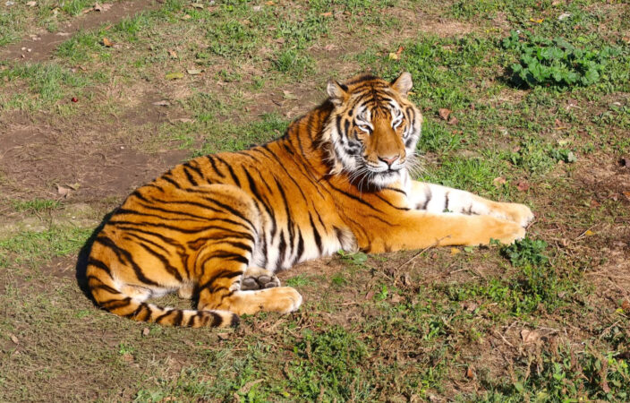 Grădina Zoologică din Târgoviște, relaxare în natură pentru întreaga familie