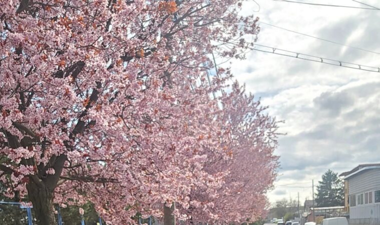 ȘOC TERMIC: Ziua de joi aduce o dimineață cu soare iar după-amiaza, încep ploile ȘOC TERMIC: Ziua de joi aduce o dimineață cu soare iar după-amiaza, încep ploile