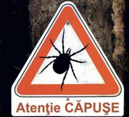 ATENȚIE LA CĂPUȘE: RISCURI ÎN CREȘTERE ÎN PARCURI ȘI ZONE VERZI ATENȚIE LA CĂPUȘE: RISCURI ÎN CREȘTERE ÎN PARCURI ȘI ZONE VERZI