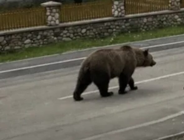  Alertă în Dâmbovița după apariția unui urs în localitatea Raciu! Autoritățile au emis mesaj Ro-Alert