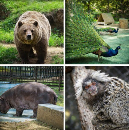 Program special la Grădina Zoologică Târgoviște de 1 Iunie Program special la Grădina Zoologică Târgoviște de 1 Iunie