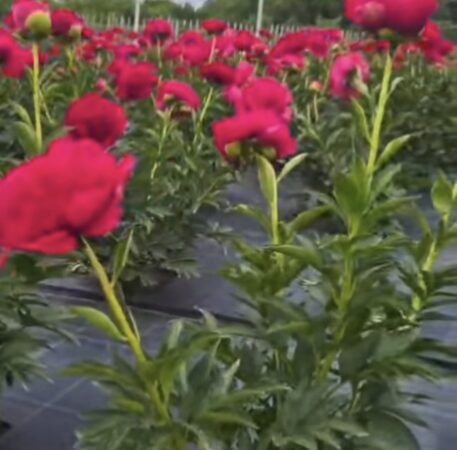 „Grădina cu Bujori – Porți Deschise” aduce spectacolul primăverii în Dâmbovița