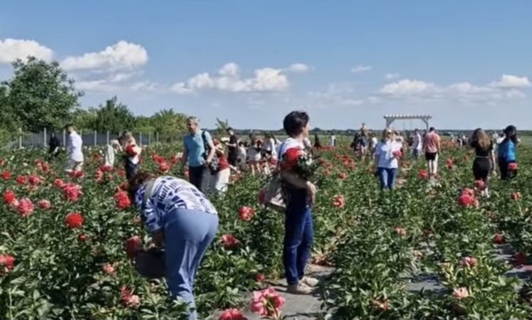„Grădina cu bujori”, sărbătoare a tradiției și frumuseții, sub protecția jandarmilor dâmbovițeni